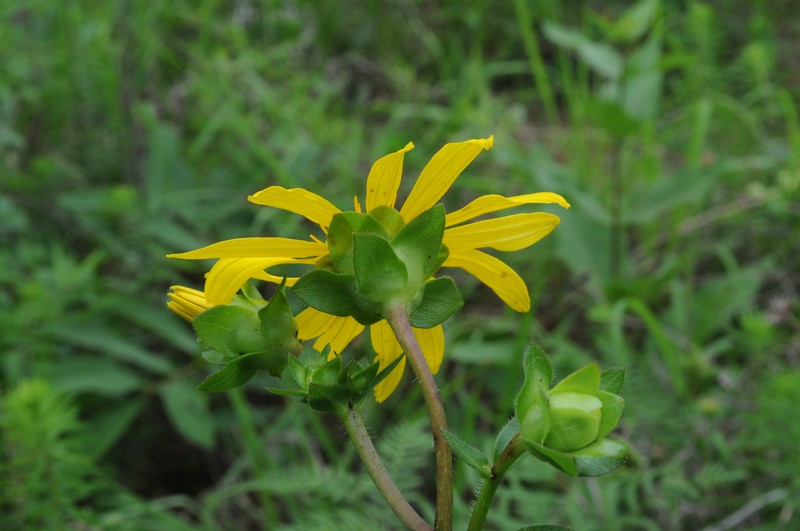 Roughstem Rosinweed photo 4