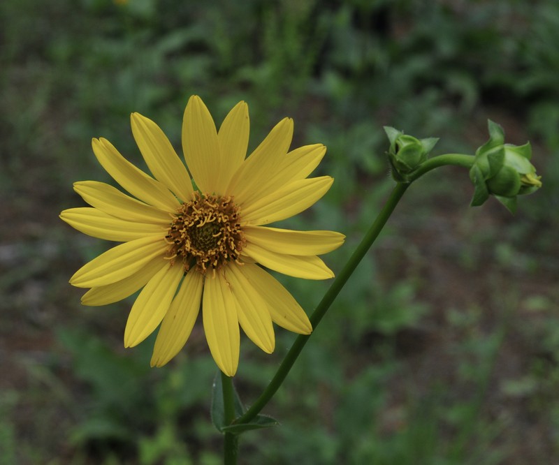 Roughstem Rosinweed photo 5