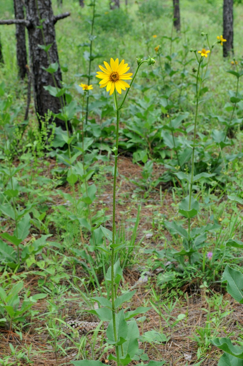 Roughstem Rosinweed photo 6