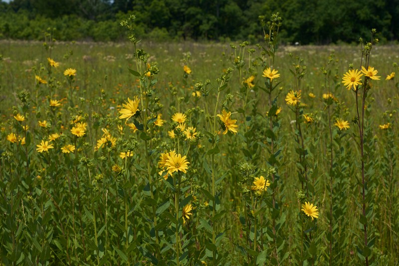 Roughstem Rosinweed