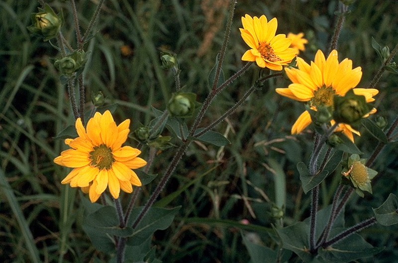 Roughstem Rosinweed photo 2