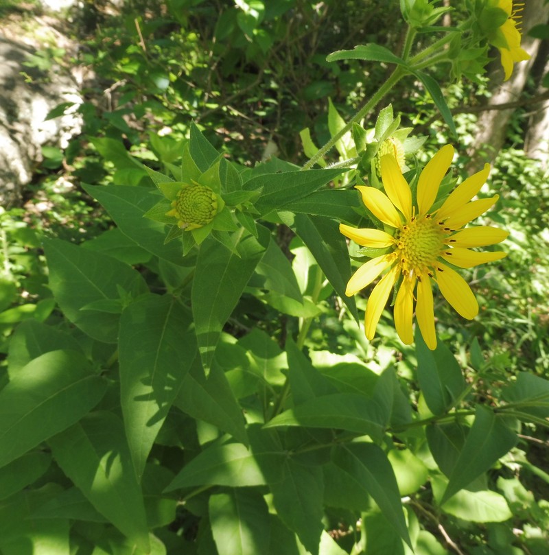 Roughstem Rosinweed photo 3