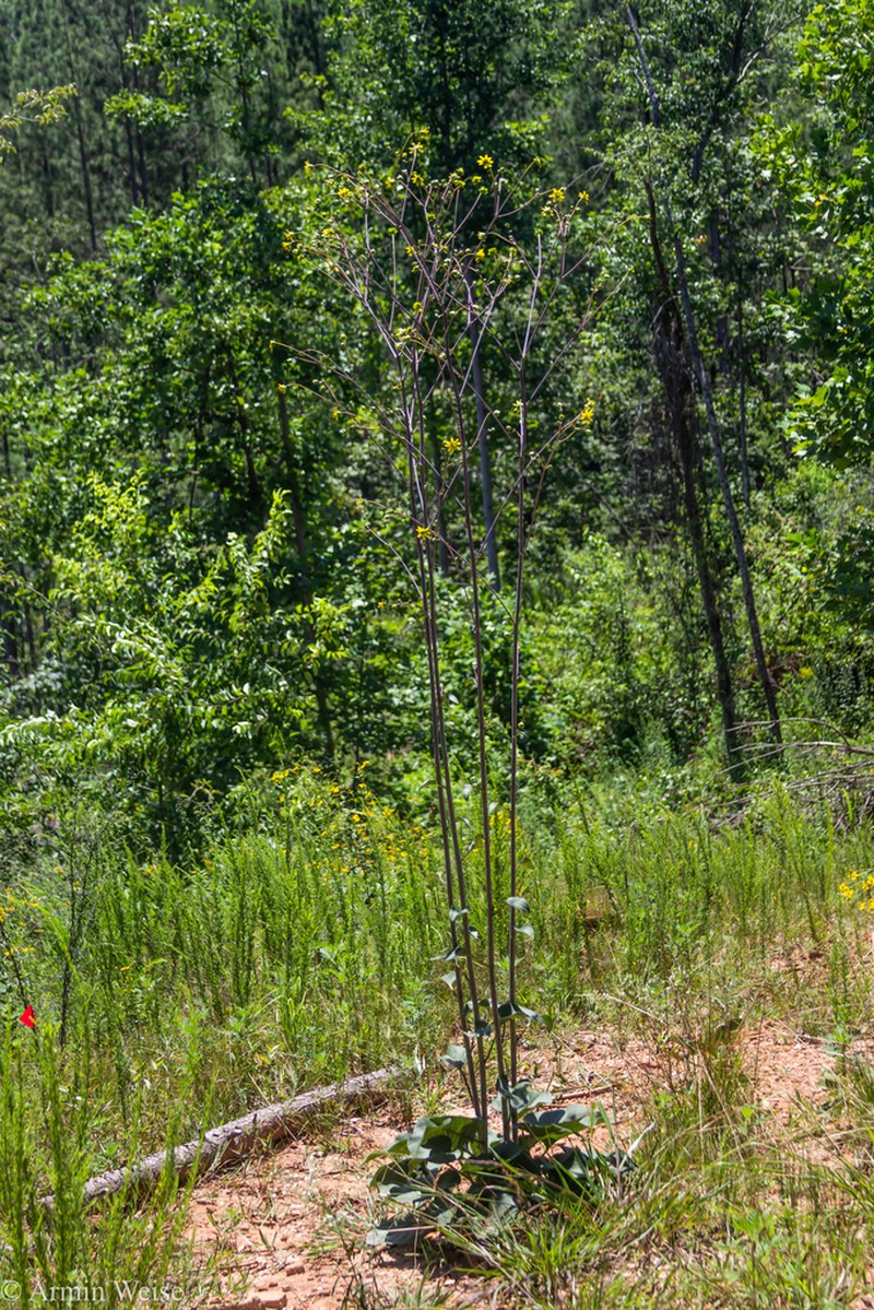 Silphium reniforme