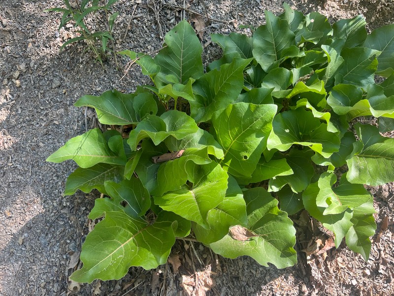 Silphium reniforme photo 2