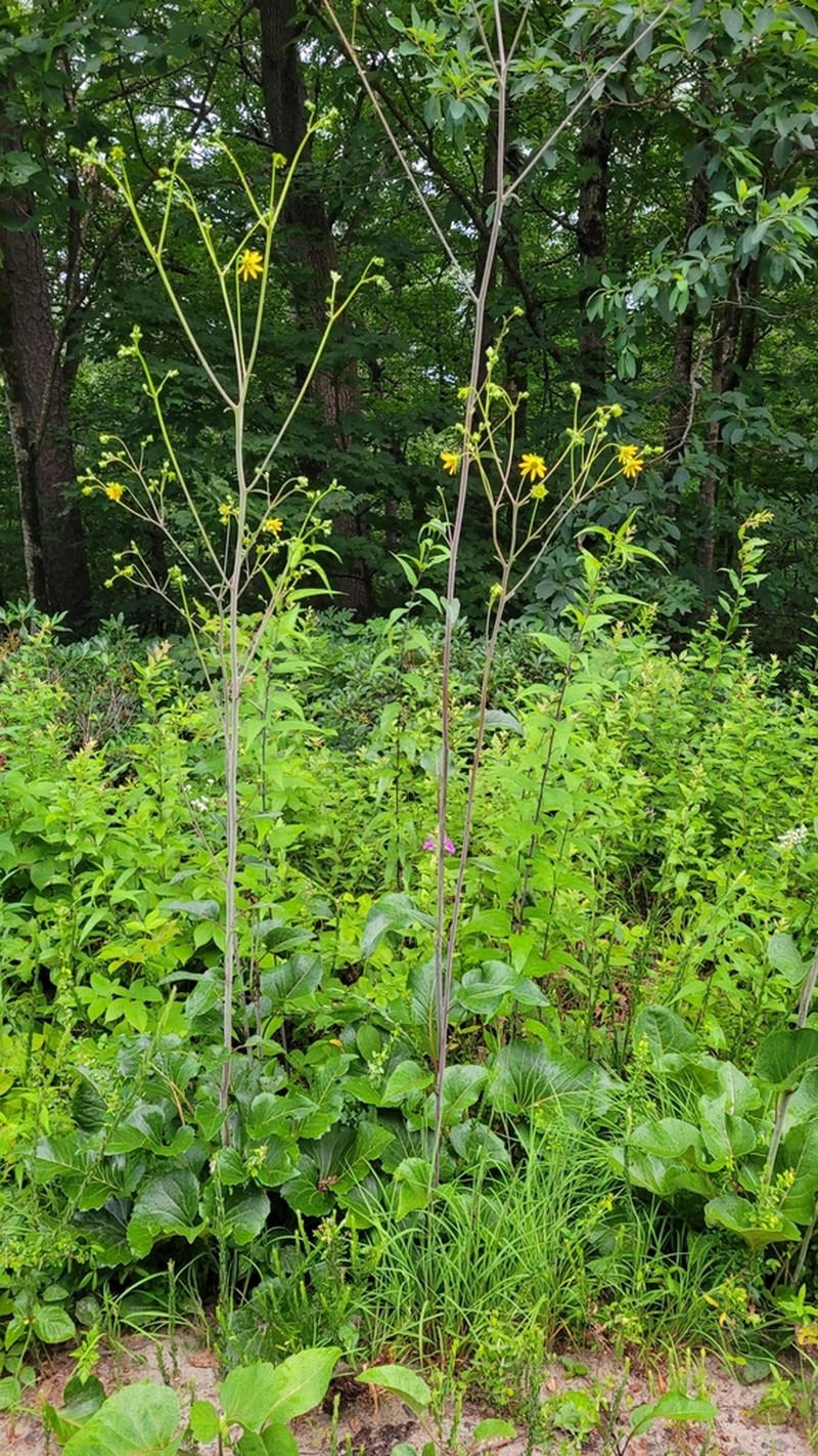 Silphium reniforme photo 3