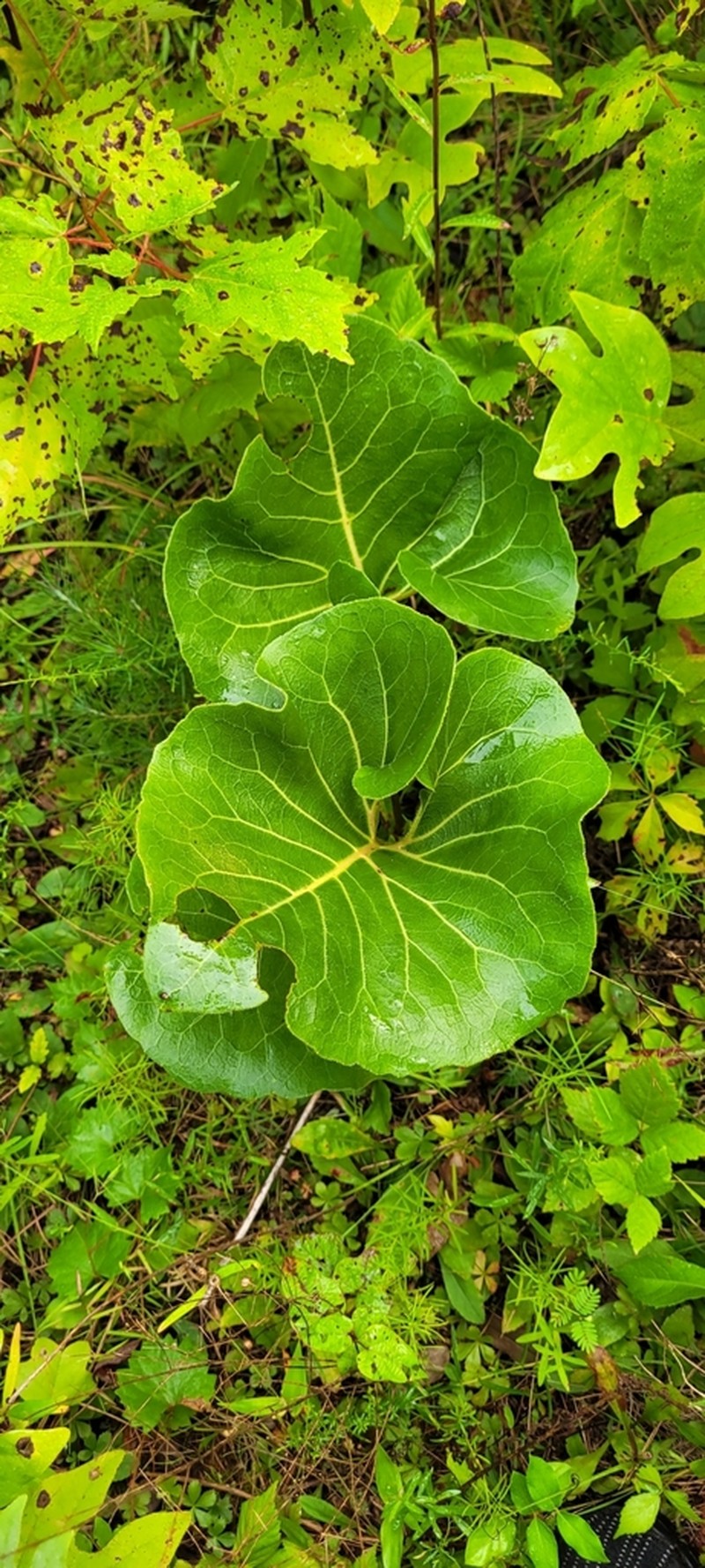 Silphium reniforme photo 4