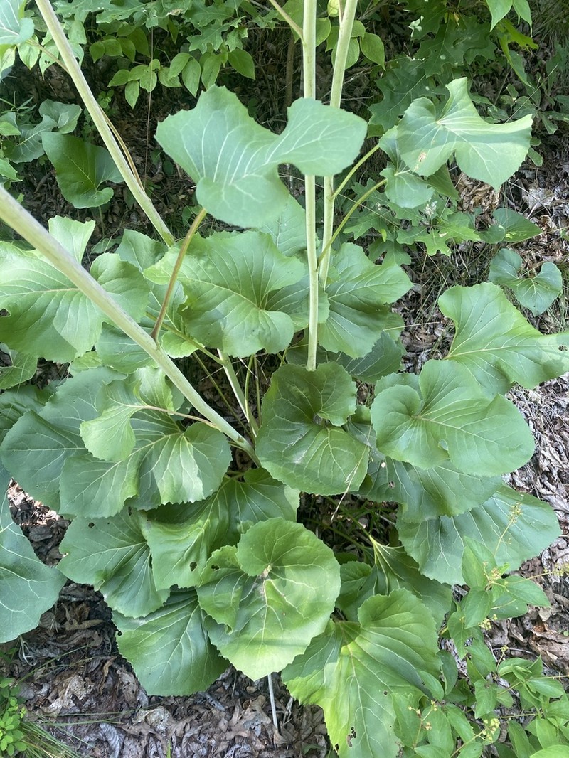 Silphium reniforme photo 5