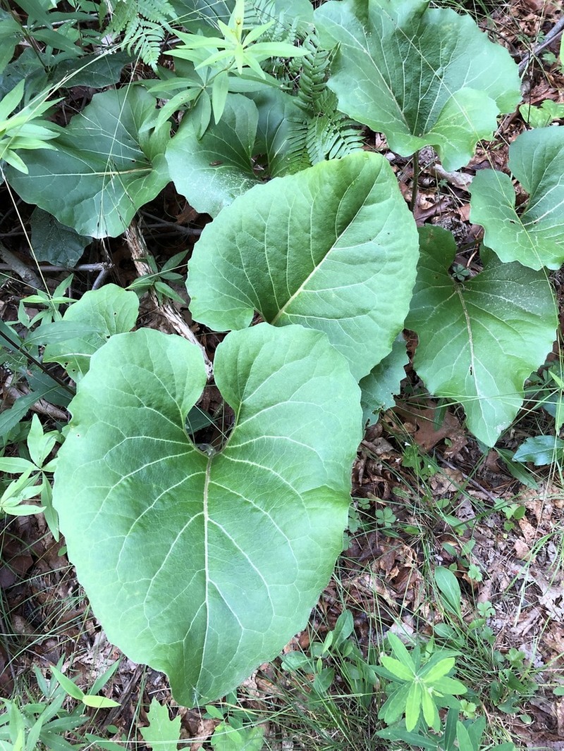 Silphium reniforme photo 6