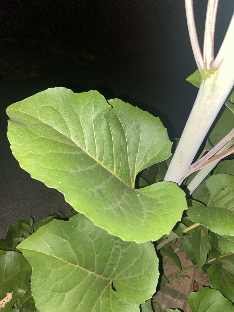 Silphium reniforme photo 7