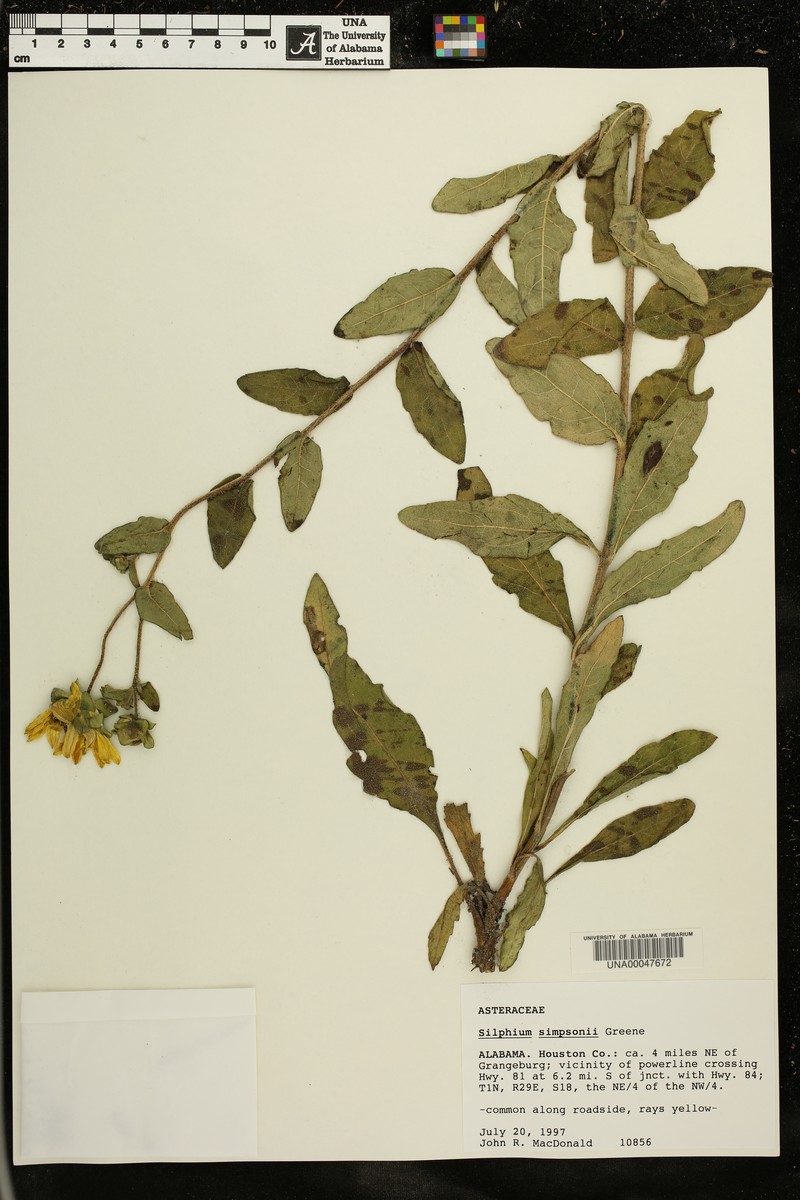Simpson's Rosinweed