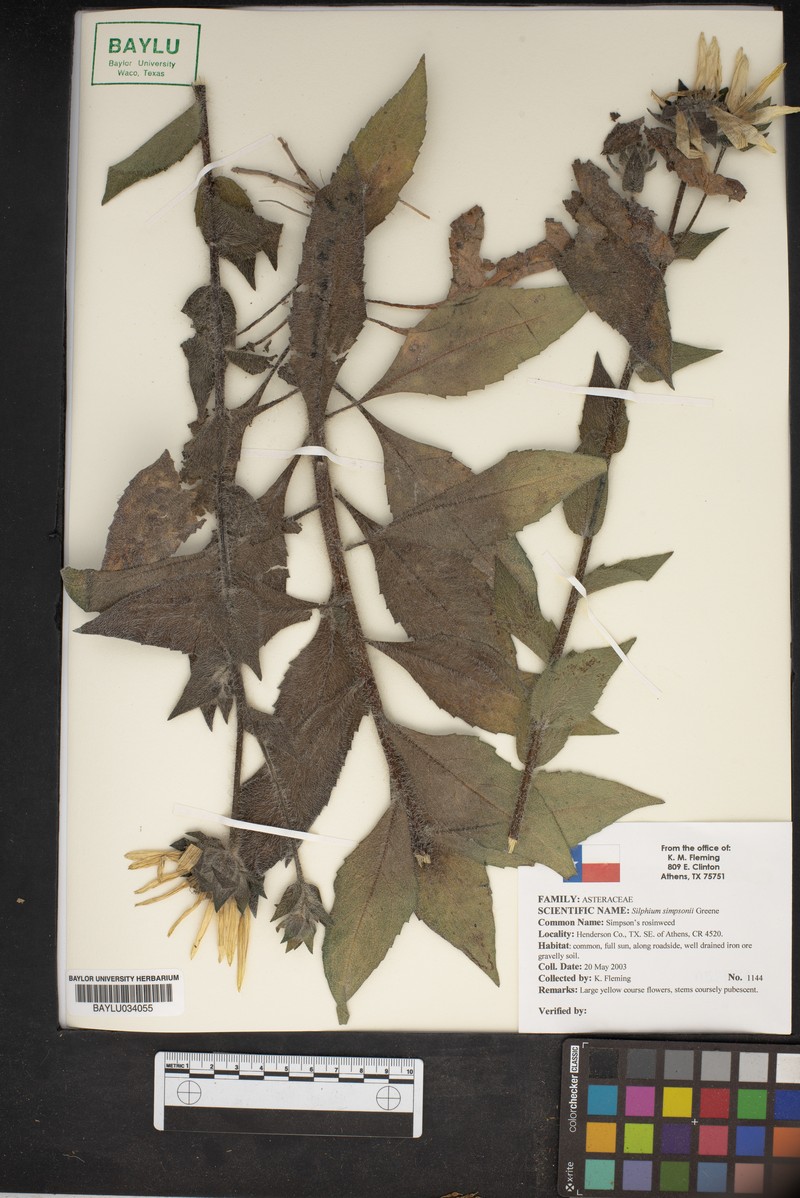 Simpson's Rosinweed photo 3