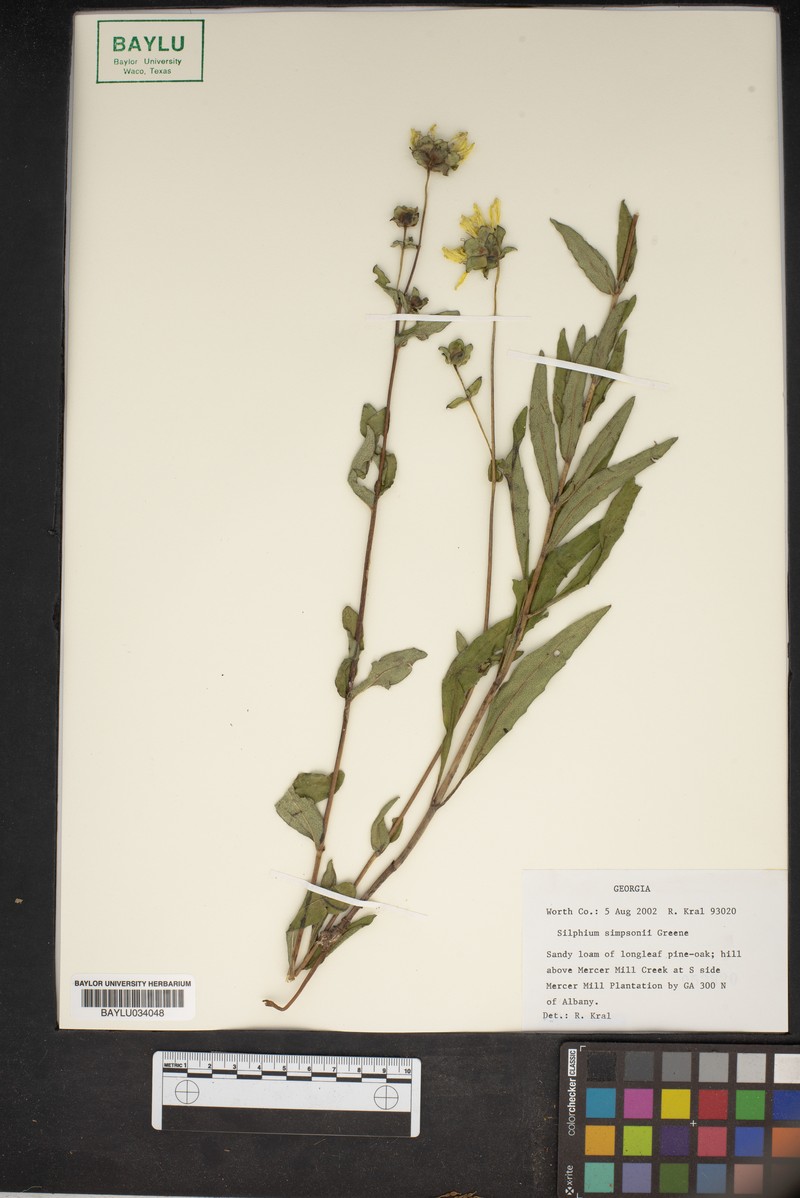 Simpson's Rosinweed photo 4