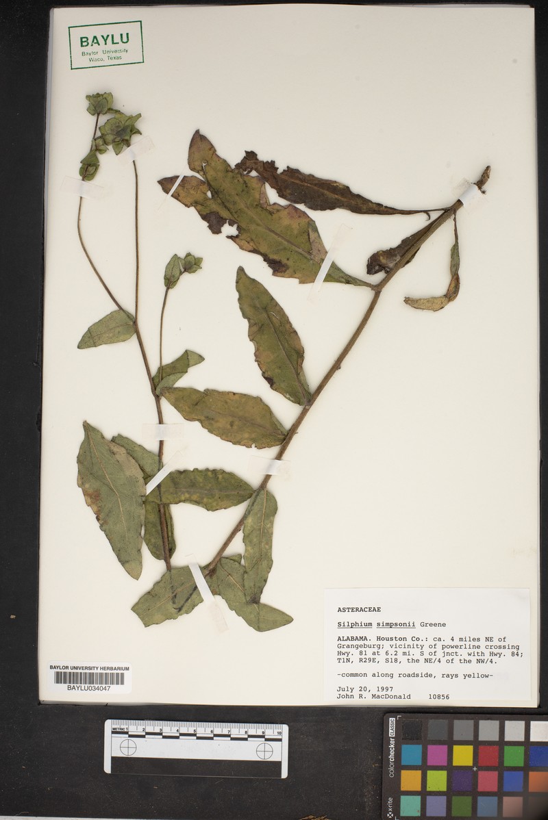 Simpson's Rosinweed photo 5