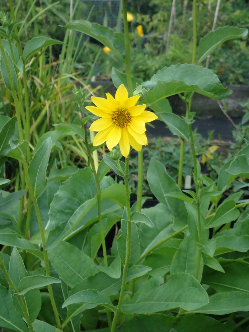Simpson's Rosinweed