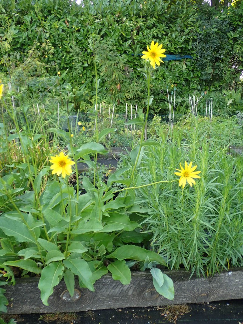 Simpson's Rosinweed photo 6