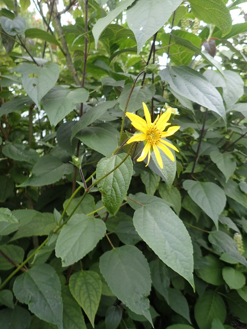 Simpson's Rosinweed photo 7