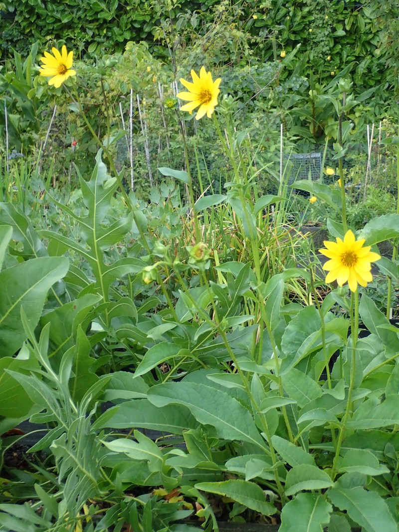 Simpson's Rosinweed photo 8