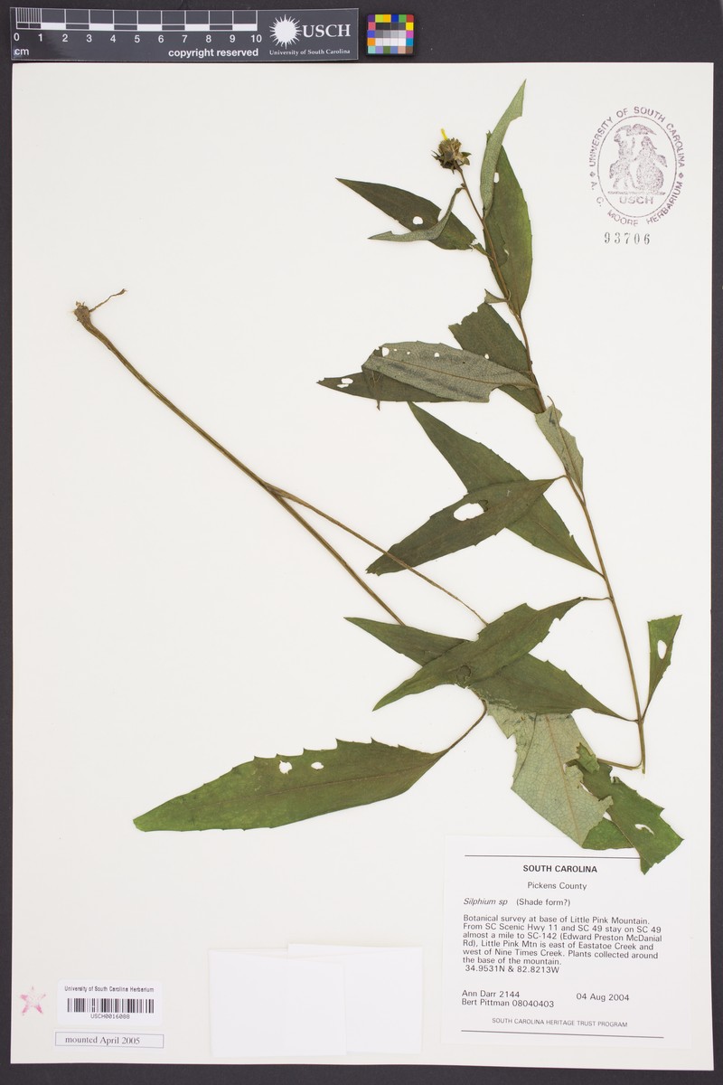 Silphium speciosum