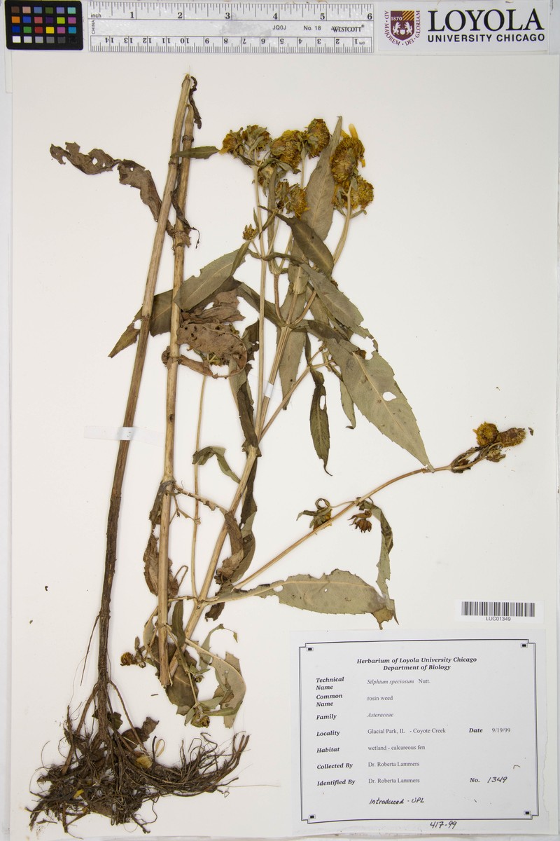 Silphium speciosum photo 2