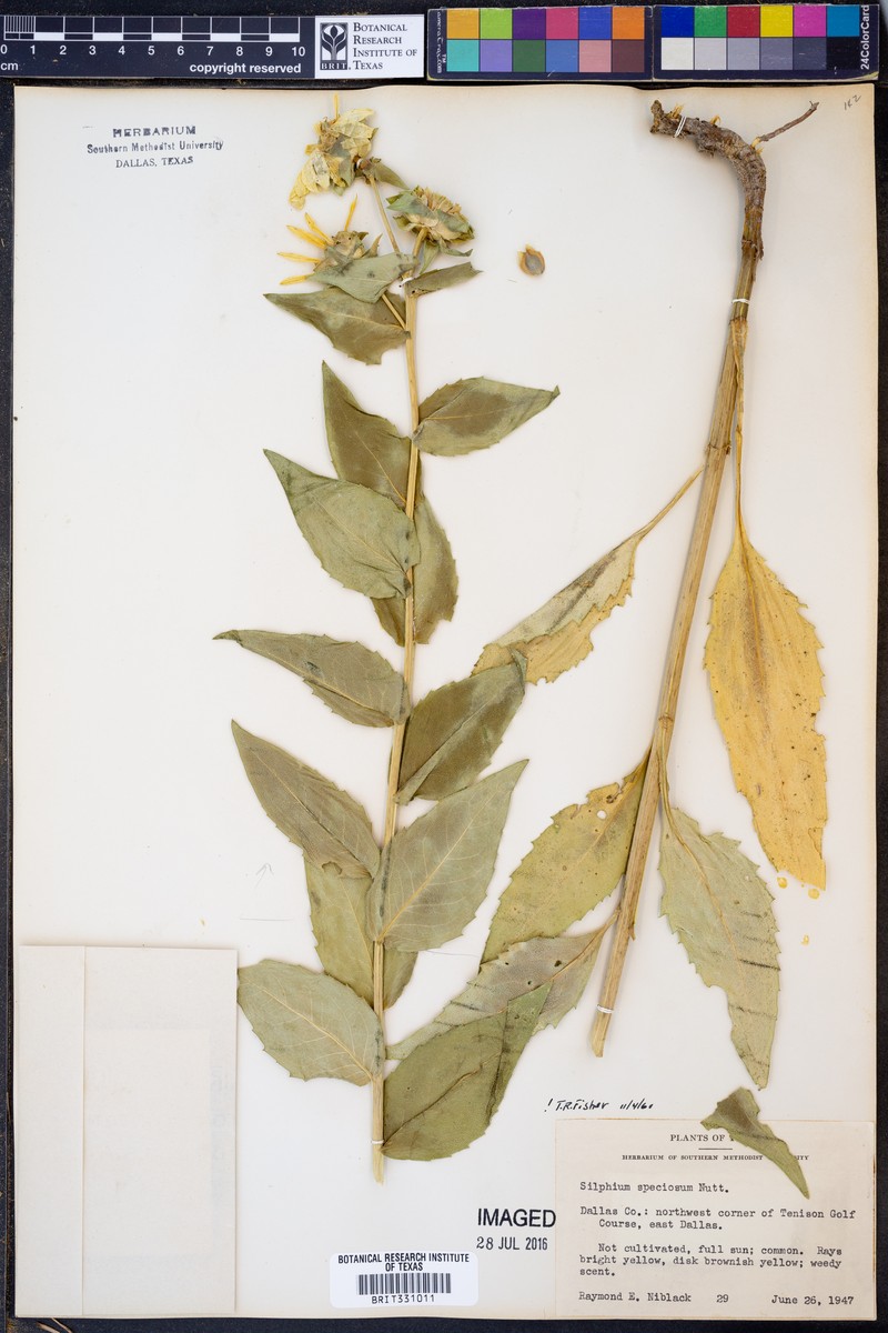 Silphium speciosum photo 3