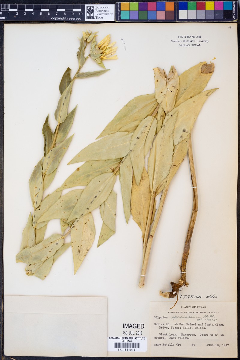 Silphium speciosum photo 4