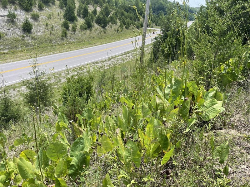 Prairie Rosinweed photo 4
