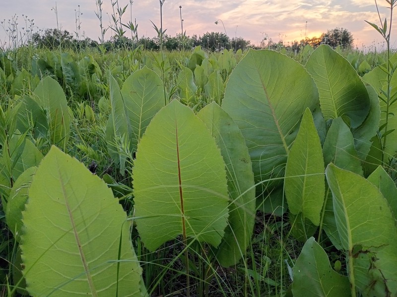 Prairie Rosinweed photo 5