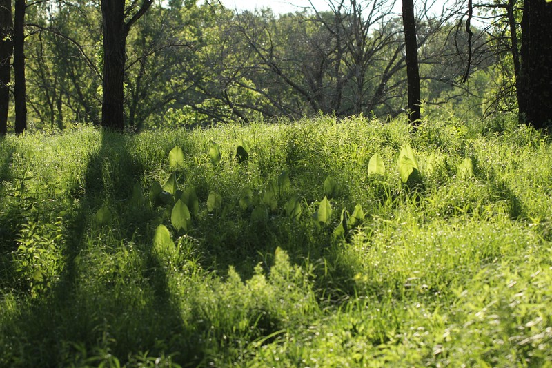 Prairie Rosinweed photo 7