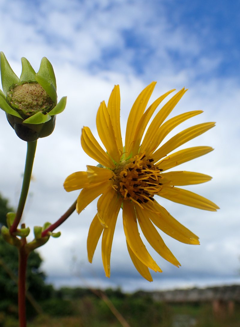 Prairie Rosinweed photo 4
