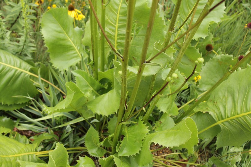 Prairie Rosinweed photo 2