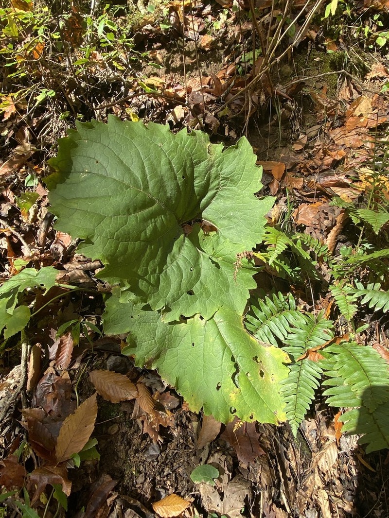 Appalachian Rosinweed photo 2