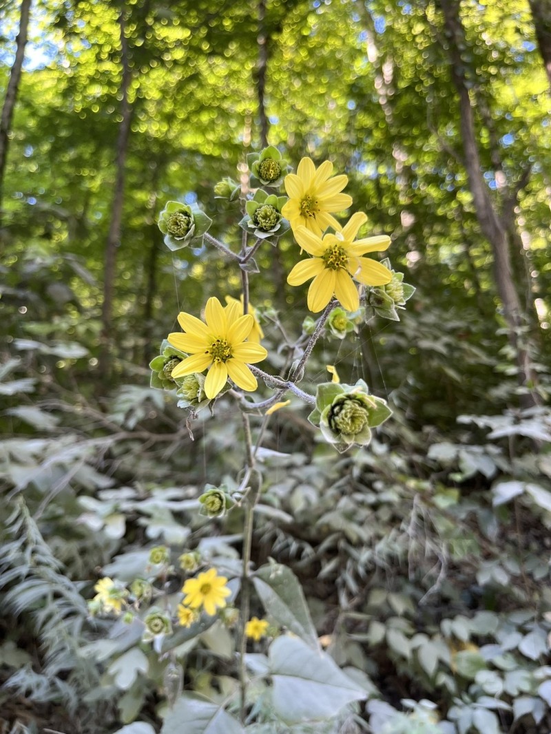 Appalachian Rosinweed photo 3