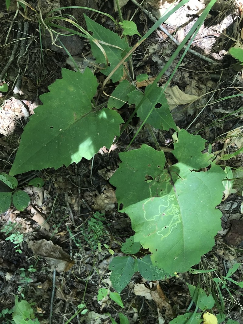 Appalachian Rosinweed photo 4