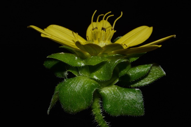 Appalachian Rosinweed photo 5