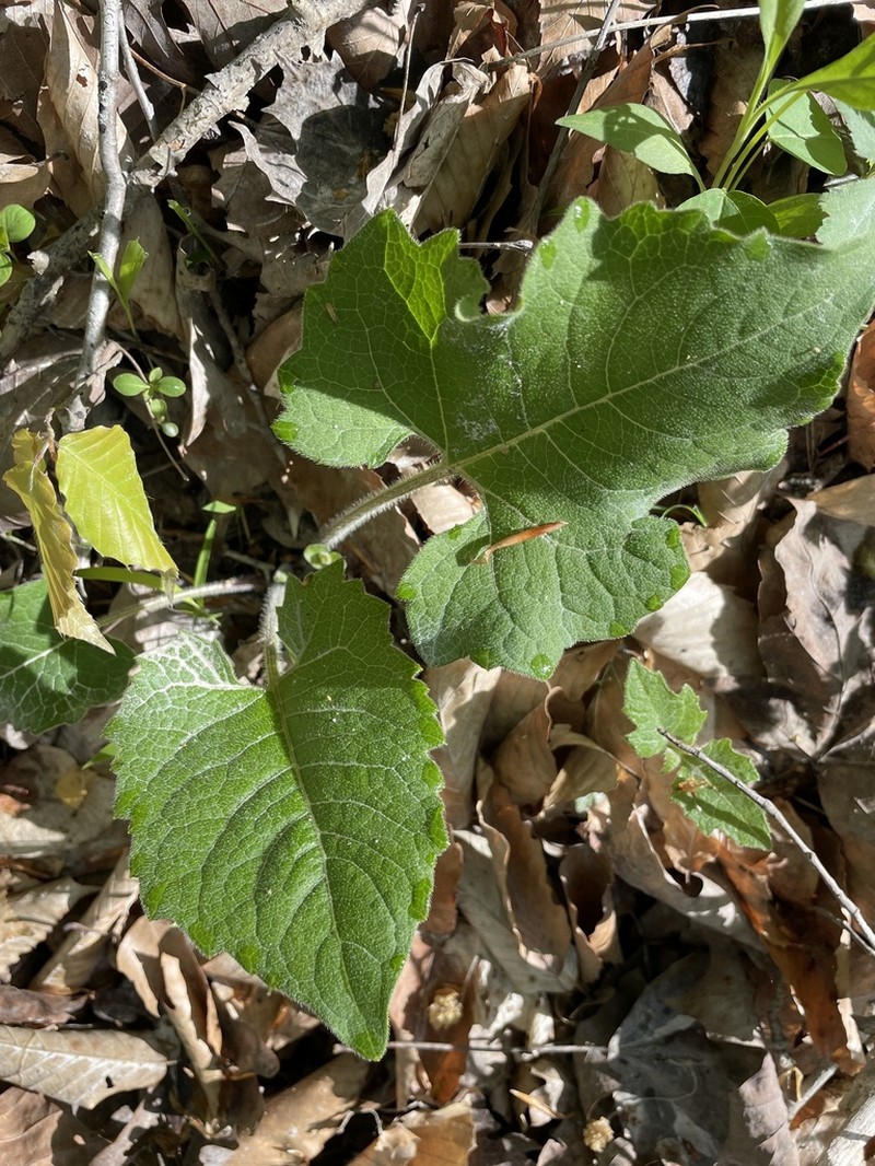 Appalachian Rosinweed photo 6