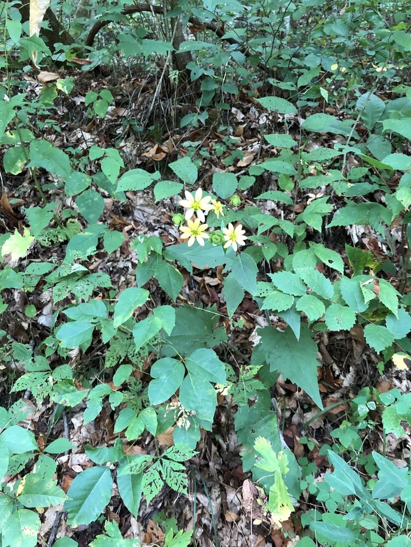 Appalachian Rosinweed photo 7
