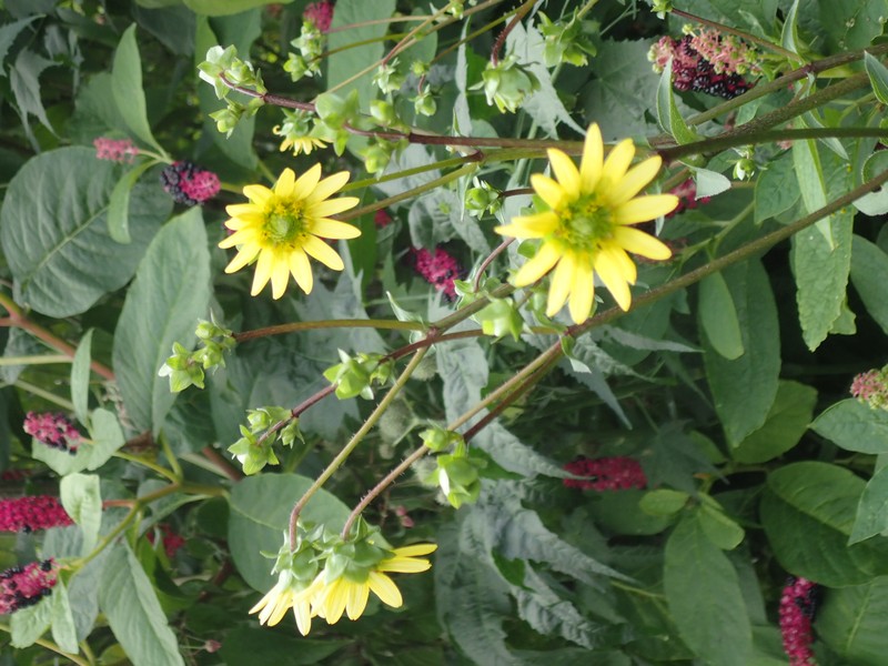 Appalachian Rosinweed