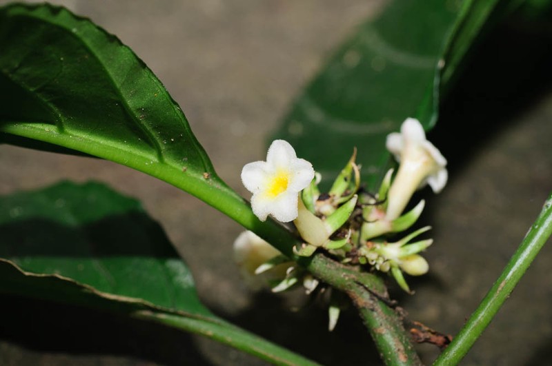 Silvianthus bracteatus photo 2