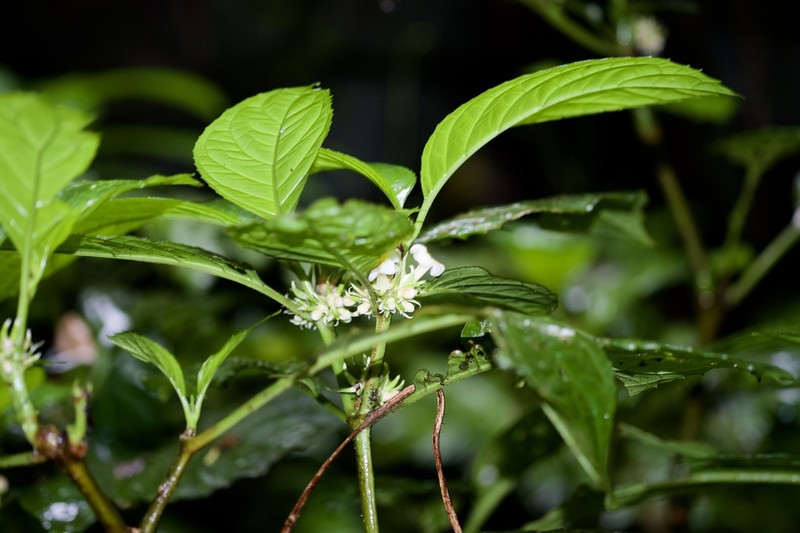 Silvianthus bracteatus photo 3