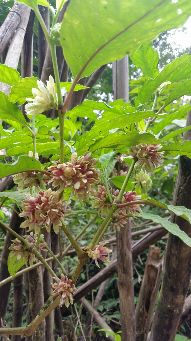 Silvianthus bracteatus photo 5