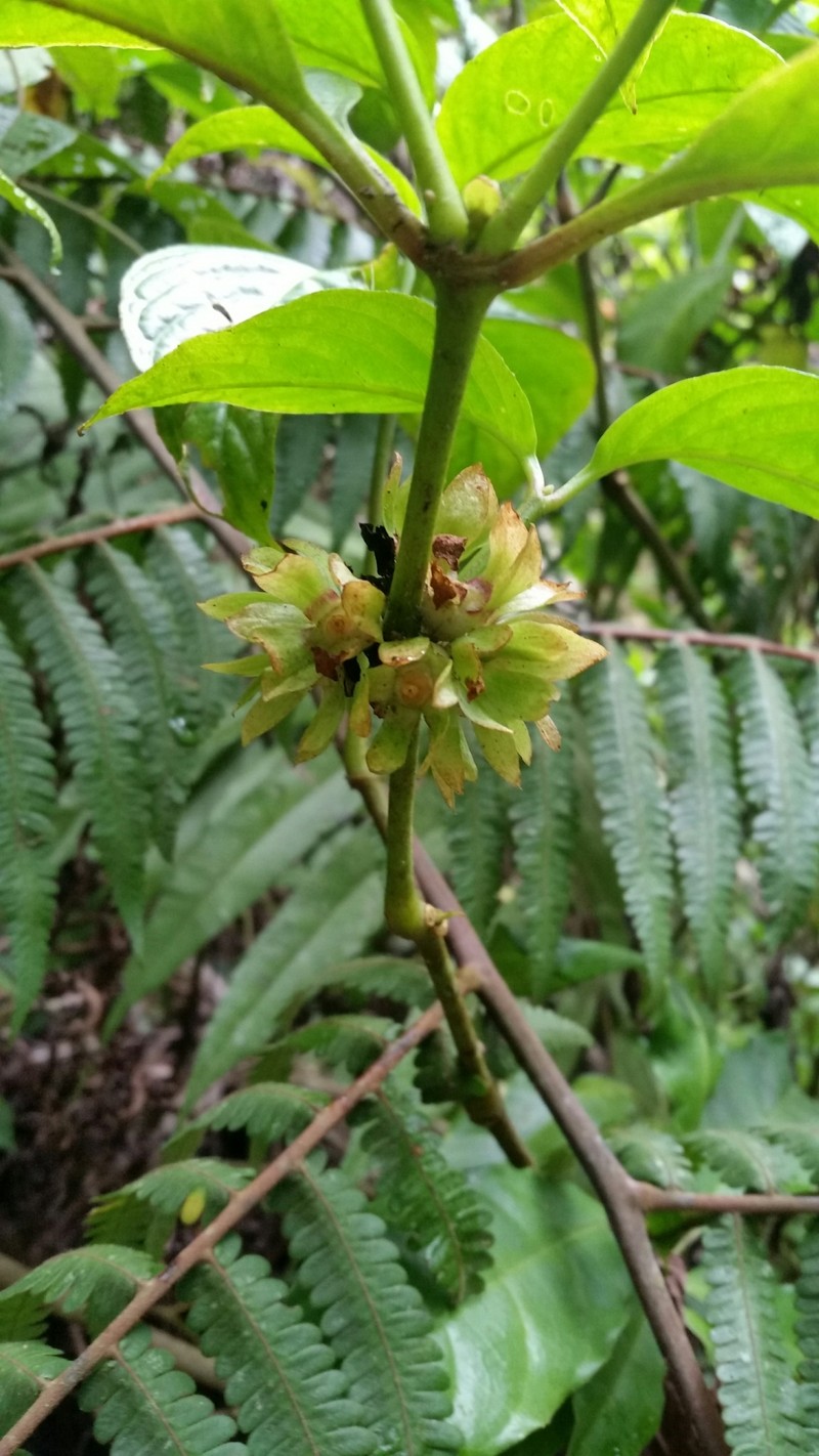 Silvianthus bracteatus photo 6