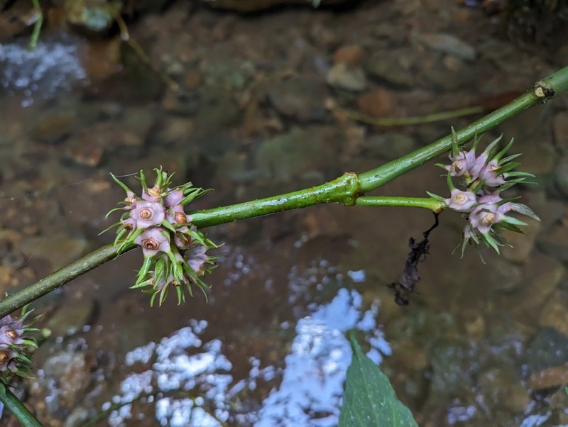 Silvianthus tonkinensis