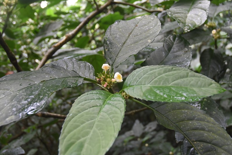 Silvianthus tonkinensis photo 2