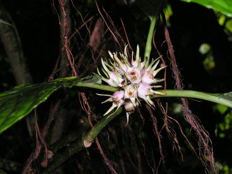 Silvianthus tonkinensis photo 3