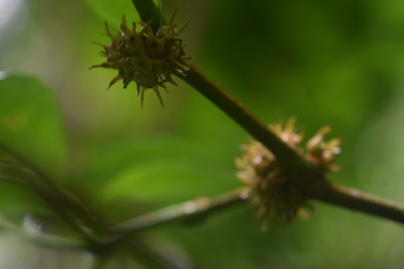 Silvianthus tonkinensis photo 4