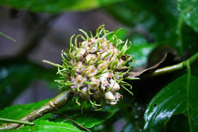 Silvianthus tonkinensis photo 5