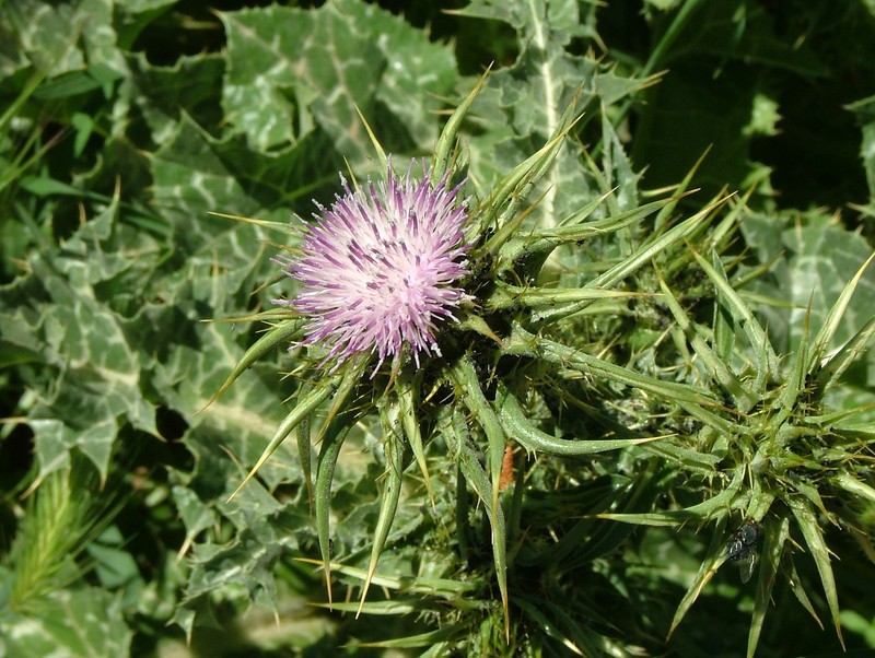 Blessed Milkthistle photo 2