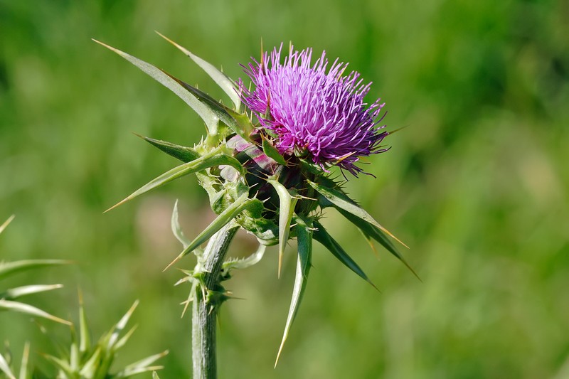 Blessed Milkthistle