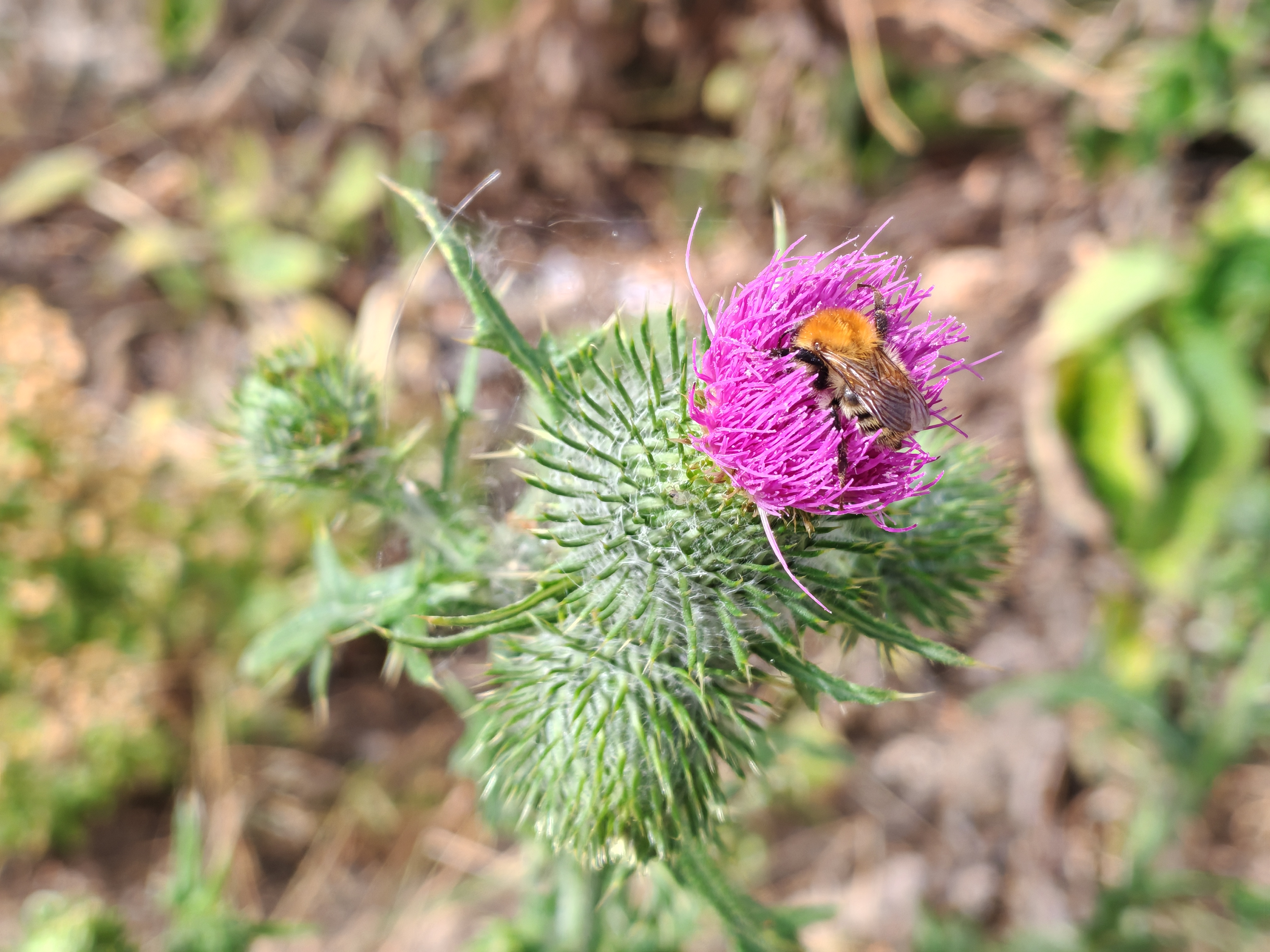Blessed Milkthistle photo 6