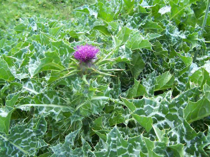 Blessed Milkthistle photo 7